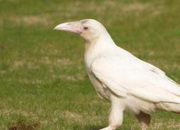Историята и значението на фразеологията на бялата врана
