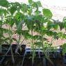 Трябва ли да смажете нискорастящи домати в открита почва и в оранжерия - застояла технология. Трябва ли да смажете нискорастящи домати