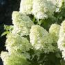 Hydrangea limelight - popis a rast Hydrangea paniculata limelight