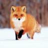 Citované fakty o líškach Pekné fakty o líškach