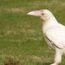 Историята и значението на фразеологията на бялата врана