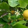 Prečo citróny nekvitnú a neprinášajú ovocie a prečo fungujú